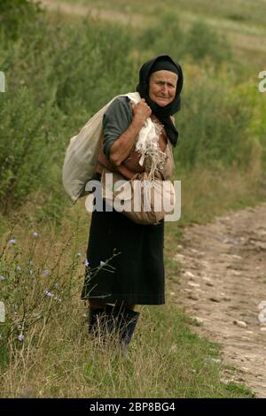 Sibiu County, Rumänien. Alte Frau sammelt Kräuter und Unkraut vom Feld als Nahrung für Haustiere. Stockfoto