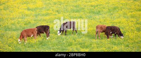 Kälber weiden in Wiesenblumen voller gelb blühender Butterblumen Stockfoto