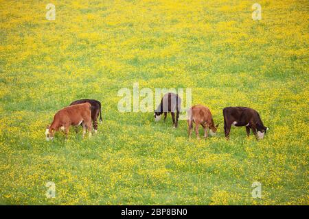 Kälber weiden in Wiesenblumen voller gelb blühender Butterblumen Stockfoto