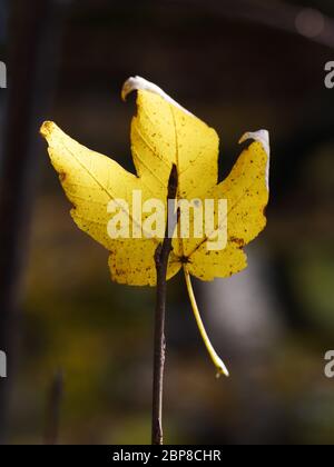 Verwelkte Blätter auf einem Zweig, Symbol des Herbstes Stockfoto