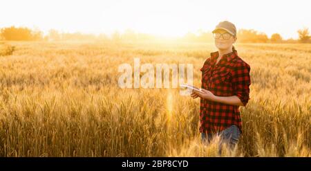 Eine Frau Bauer untersucht den Bereich der Getreide- und sendet die Daten an die Wolke aus der Tablette. Smart Farming und digitale Landwirtschaft. Stockfoto