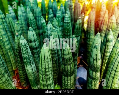 Grüne Blätter Hintergrund. Schöne tropische Pflanzen Textur. Stockfoto