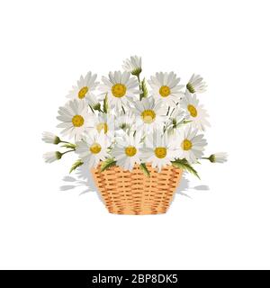 FeldGänseblümchen in einem Weidenkorb. Vektorgrafik Stock Vektor