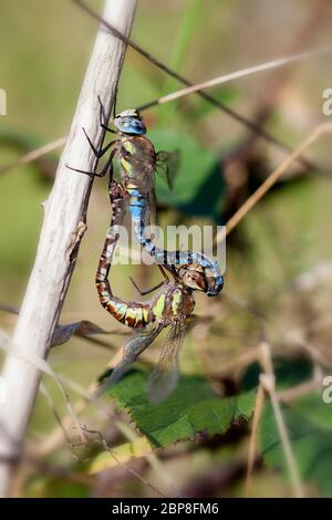 Herbst-Mosaikjungfer - Aeshna Mixta Bei der Paarung - Makroaufnahme Stockfoto