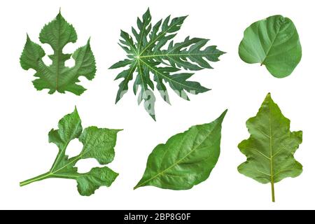 Verschiedene grüne Blätter isoliert auf weißem Hintergrund. Mit Clipping-Pfad Stockfoto