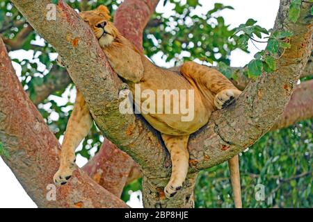 Junger männlicher Löwe ruht in einem Baum nach einer grossen Mahlzeit in Uganda Stockfoto