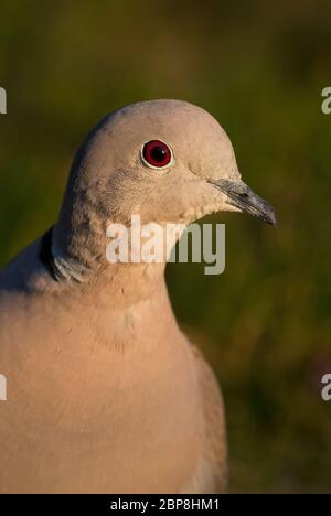 Eurasische Halsstaube - Streptopelia decaocto, Porträt von Taube aus europäischen Wäldern und Wäldern, Zlin, Tschechische Republik. Stockfoto