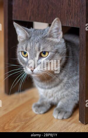 Eine schöne graue Katze sitzt ruhig unter einem Stuhl auf dem Parkettboden. Gelbe Augen und ein langer Schnurrbart. Geringe Schärfentiefe. Vertikal. Stockfoto