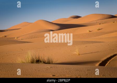 Sanddünen in der Wüste Sahara, Erg Chebbi, Fes, Marokko Stockfoto