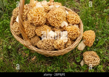 Pilze im Frühling, Pilzernte im frühen Frühjahr Stockfoto