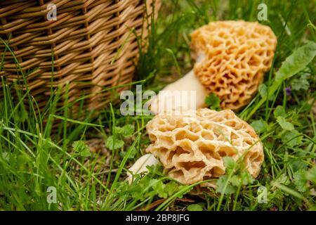 Pilze im Frühling, Pilzernte im frühen Frühjahr Stockfoto