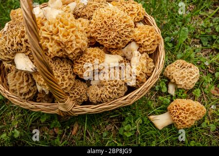 Pilze im Frühling, Pilzernte im frühen Frühjahr Stockfoto