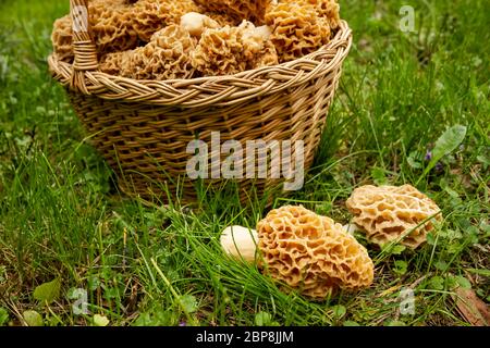 Pilze im Frühling, Pilzernte im frühen Frühjahr Stockfoto