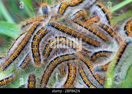 Junge Raupen im Nest (Lymantria Dispar) Stockfoto