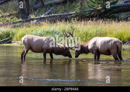 Kämpfende Wapiti Hirsche am Madison River. Kämpfen elk Stiere Madison am Fluss. Stockfoto