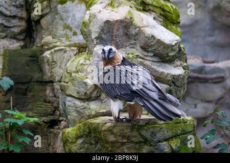 Bartgeier (Gypaetus Barbatus). Lämmergeier oder Bartgeier Stockfoto
