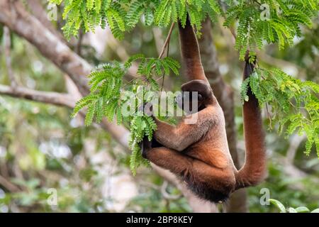 Brauner Wollaffen (Lagothrix lagotricha) im Baldachin des Amazonas-Regenwaldes in Peru Stockfoto