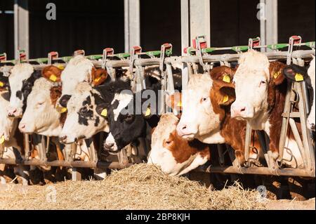 Viele Kühe essen Heu am Futtertrog. Stockfoto