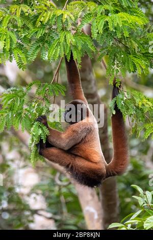 Brauner Wollaffen (Lagothrix lagotricha) im Baldachin des Amazonas-Regenwaldes in Peru Stockfoto