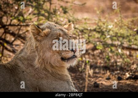 In den Hauptrollen junger Löwe im Kruger National Park, Südafrika.