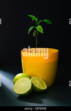 Stillleben, Limettenfrucht und Zitrusbaum in einem gelben Topf auf schwarzem Hintergrund Stockfoto