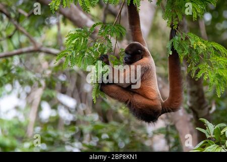 Brauner Wollaffen (Lagothrix lagotricha) im Baldachin des Amazonas-Regenwaldes in Peru Stockfoto