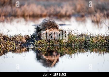 Waschbär-Hund (Nyctereutes procyonoides) schwimmt im Sumpf und sitzt auf einem Hummock Stockfoto