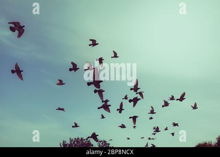 Silhouetten von Tauben fliegen in den Himmel. Stockfoto