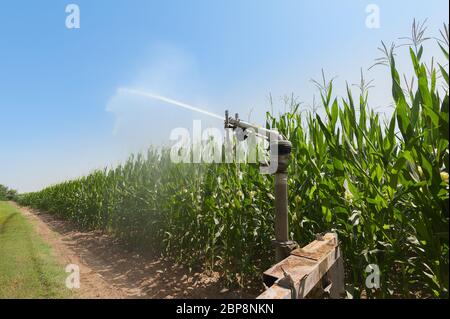 Landwirtschaftliche Geräte. Ausrüstung, die Wasserpumpen im Kornfeld. Wasser sprinkler Stockfoto