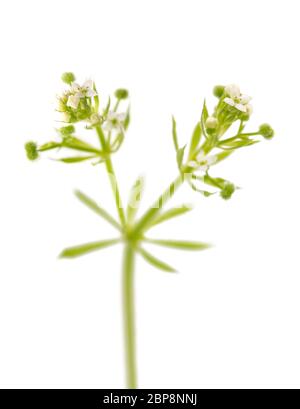 Spaltsteine (Galium aparine) isoliert auf weißem Hintergrund Stockfoto