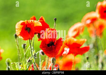 Wundervolle Mohnfeld Ende Mai. Roter Mohn Blumen blühen auf wilde Feld. Natürliche Drogen. Schlafmohn, botanische Anlage, Ökologie Stockfoto