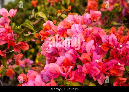 Rote und rosa Bougainvillea Blumen Stockfoto