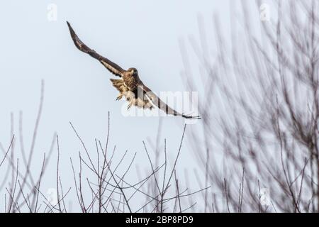 Ein Mäusebussard im Flug über Homburg im Saarland Stockfoto