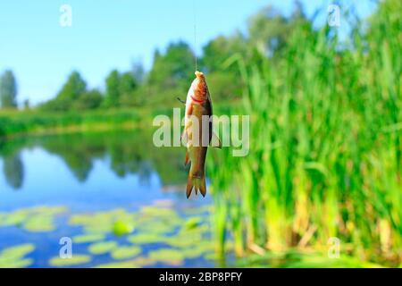 Kleine Schleie auf Angelrute gefangen. Angeln. Fisch auf Stock und Teich Hintergrund gefangen. Fisch auf Haken. Angeln im Sommer Stockfoto