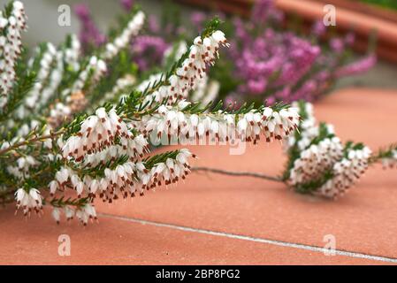 Erica carnea weiß und lila Blütenstand Stockfoto