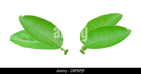 Grüne Zitrone Blatt isoliert auf weißem Hintergrund. Stockfoto