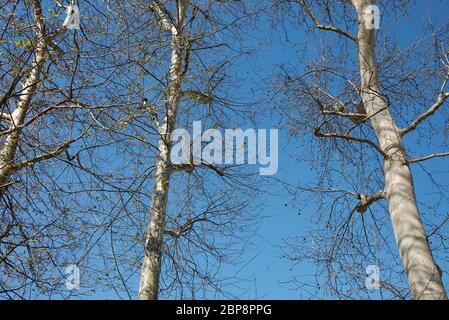 Platanus x hispanica Baum im Winter Stockfoto