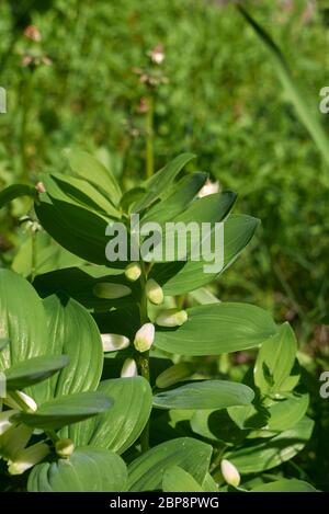 Polygonatum odoratum in Blüte Stockfoto