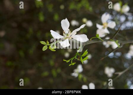 Poncirus trifoliata Zweig mit weißer Blume Stockfoto