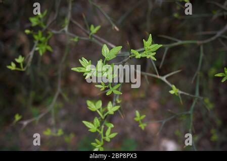 Poncirus trifoliata Zweig mit weißer Blume Stockfoto