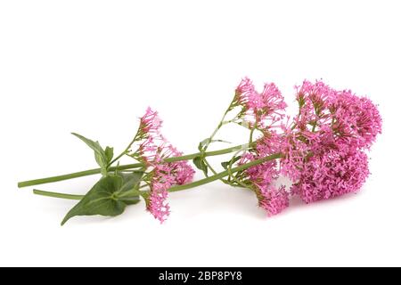 Rote Baldrian Blumen auf weißem Hintergrund Stockfoto