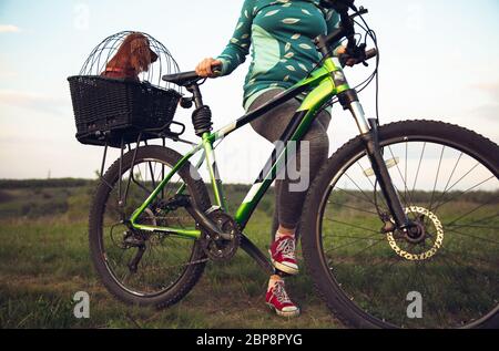 Junge Frau mit Spaß in der Nähe von Landschaftspark, Fahrrad fahren, Reisen mit Begleiter Spaniel Hund. Ruhige Natur, Frühlingstag, positive Emotionen. Sportliche, aktive Freizeitaktivitäten. Gemeinsam zu Fuß. Stockfoto