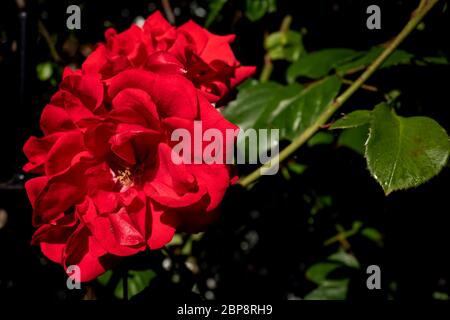 Brighton UK 15. Mai 2020: Eine Blume auf einer Brighton Straße Stockfoto