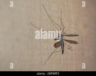 Crane Fly Moskito Insekten von der Familie Tipulidae Auftrag Diptera aka Daddy Langbein Stockfoto