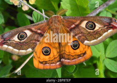 Emperor's Nacht Schmetterling, Kaiser Motte, Saturnia pavonia, kleine Kaiser Motte Stockfoto