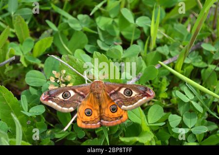 Emperor's Nacht Schmetterling, Kaiser Motte, Saturnia pavonia, kleine Kaiser Motte Stockfoto