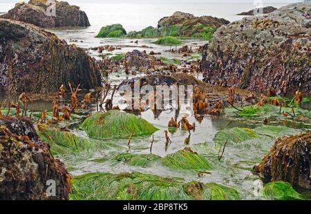 Bunte Algen und Gräser bei Low Tide in Trnidad Bay bei Trinidad, Kalifornien Stockfoto