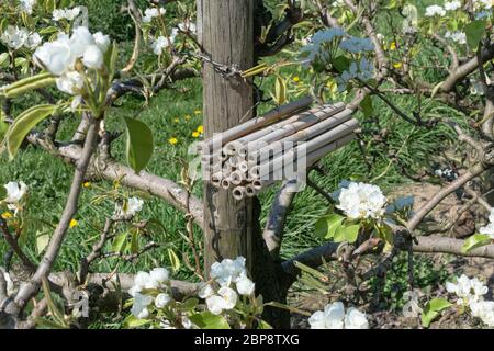 Bambusstäbchen, die in einem Obstgarten zusammengebunden sind, dienen als Insektenhotel Stockfoto