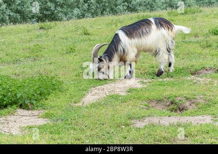 Belgische Ziege brüten die flämische Ziege weiden auf der Wiese Stockfoto