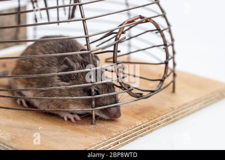 Detail einer Maus, die in einer Mausfalle in weißem, isoliertem Hintergrund gefangen ist. Stockfoto